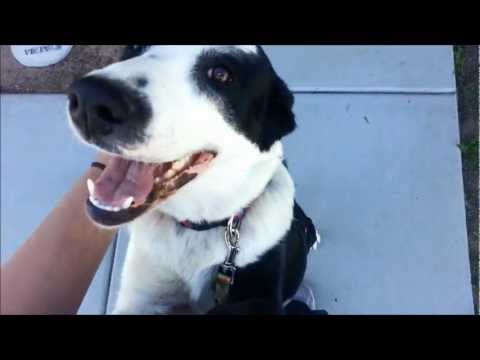 Video: Adoptable Dog Of The Week - Esperanza (Espy)