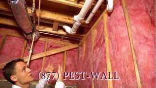 Roaches From the Basement - Atlanta pest control