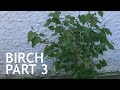 Birch from the &quot;Grow It&quot; Bonsai Seed Kit, Part 3