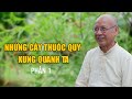 Những cây thuốc quý xung quanh ta - Phần 1 | Thầy Huyền Diệu