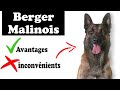 Berger Belge Malinois Biographie | Tout Savoir Sur Le berger belge Malinois 2021