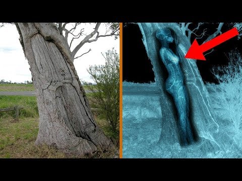 Vidéo: Les Archéologues De Novgorod Ont Trouvé Une Mystérieuse Plante Vieille De 1000 Ans