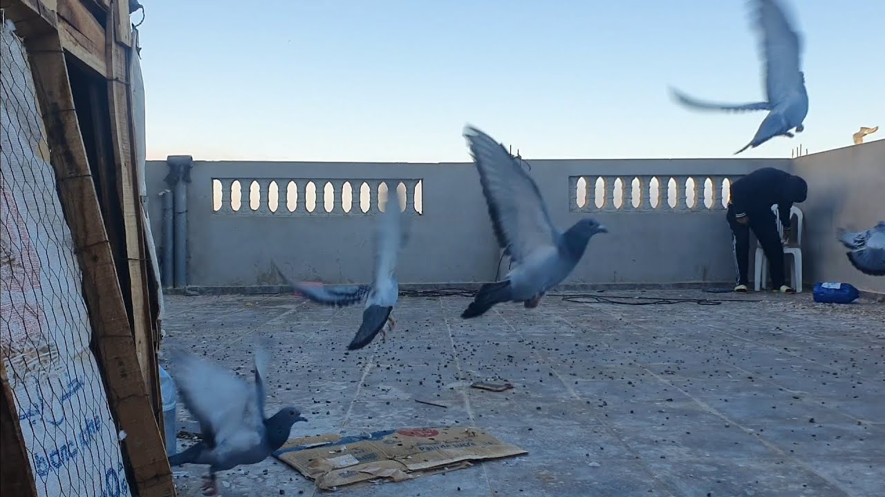 اطلاق الحمام بعد اسبوع من السجن ( كيبقى جوع احسن وسيلة تدريسي بيها لحمام على دخول )