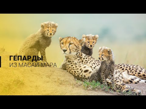 Video: Masai Mara milliy bogʻi Keniyadagi eng mashhur qoʻriqxona hisoblanadi. Masai Mara xususiyatlari