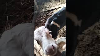 отгородил родильное помещение
