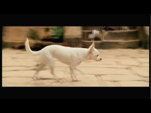 Video: Jamie Lee Curtis sije v Beverly Hills Chihuahua