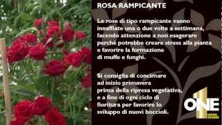 Le rose rampicanti - Consigli di giardinaggio da ONE, concime per le tue piante e per i tuoi fiori