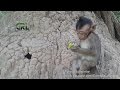 Life of monkeys Ep163, baby monkey eating bread, baby monkey trying to e...