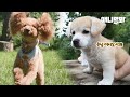 슈스개 짱절미네 민박 가을 영업 개시요 (근데 첫손님이 SF9이라9???😱) l Dog Jjangjeolmi’s B&B Fall Business Opens (ft. SF9)