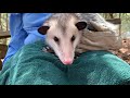 Amazing Adaptations - The Virginia Opossum with activity sheet