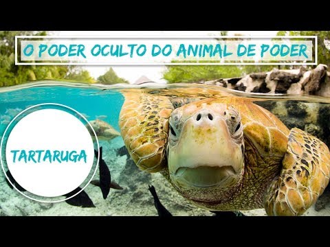 Vídeo: O Significado Da Tartaruga No Feng Shui