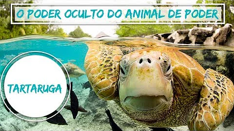 O que significa o pingente de tartaruga?