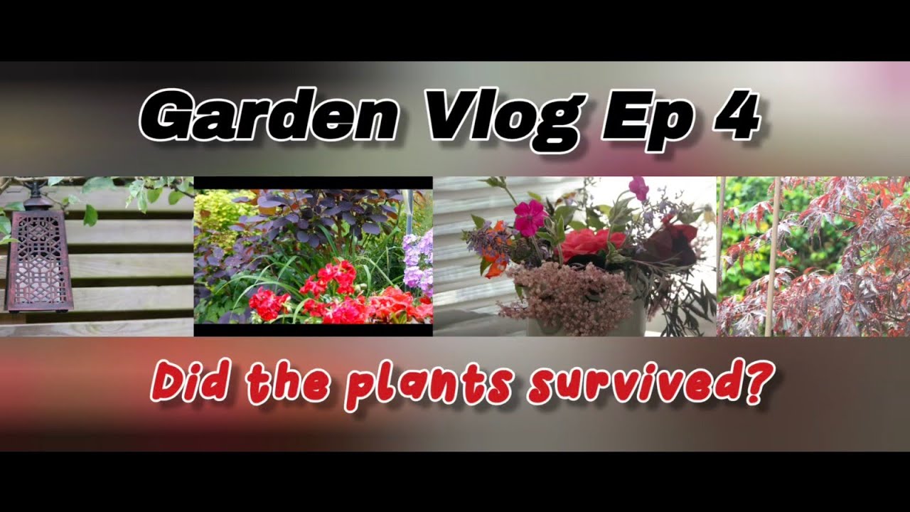 Garden Vlog Ep.4: A Devastating Storm, How The Garden React 🌧️🪴