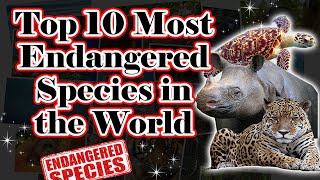 Top 10 Most Endangered Species in the World