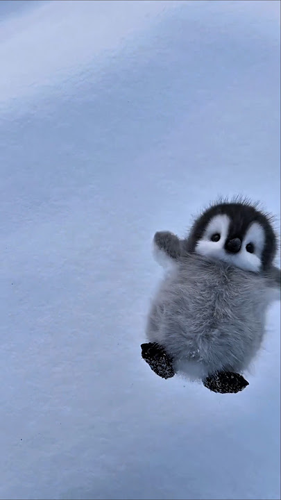 ahhh, this is too cute 🥰 #cute #adorable #pet #penguin #babyanimals #fluffy #cuteanimal