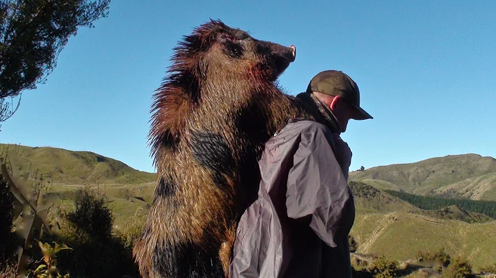 Hunting wild boar in New Zealand part 10