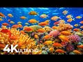 The Best 4K Aquarium - Stunning Coral Fish &amp; Jellyfish - Peaceful Relaxing Music for Deep Sleep #79