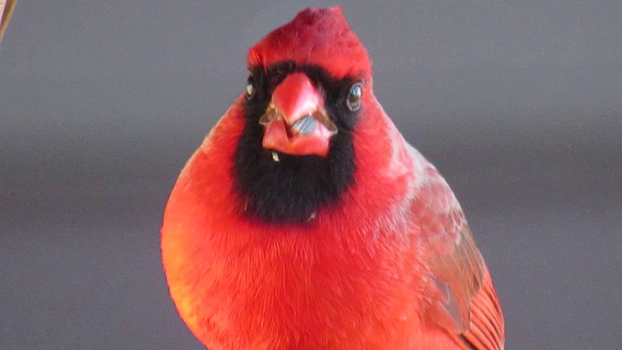 Northern Cardinal eating Sunflower Seeds YouTube