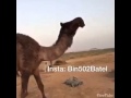 فزاعه مات راعيها فراح حالها بعده
