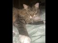 He hates my singing 😭#toebeans #why #pets #cat #siberiancat #sendhelp