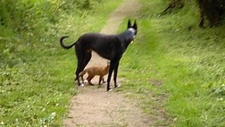 A once in a life time experience with a greyhound and a fox