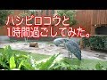 ハシビロコウの朝の１時間! Shoebill's 1 hour in the morning