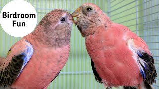 My birds out and about in my bird room