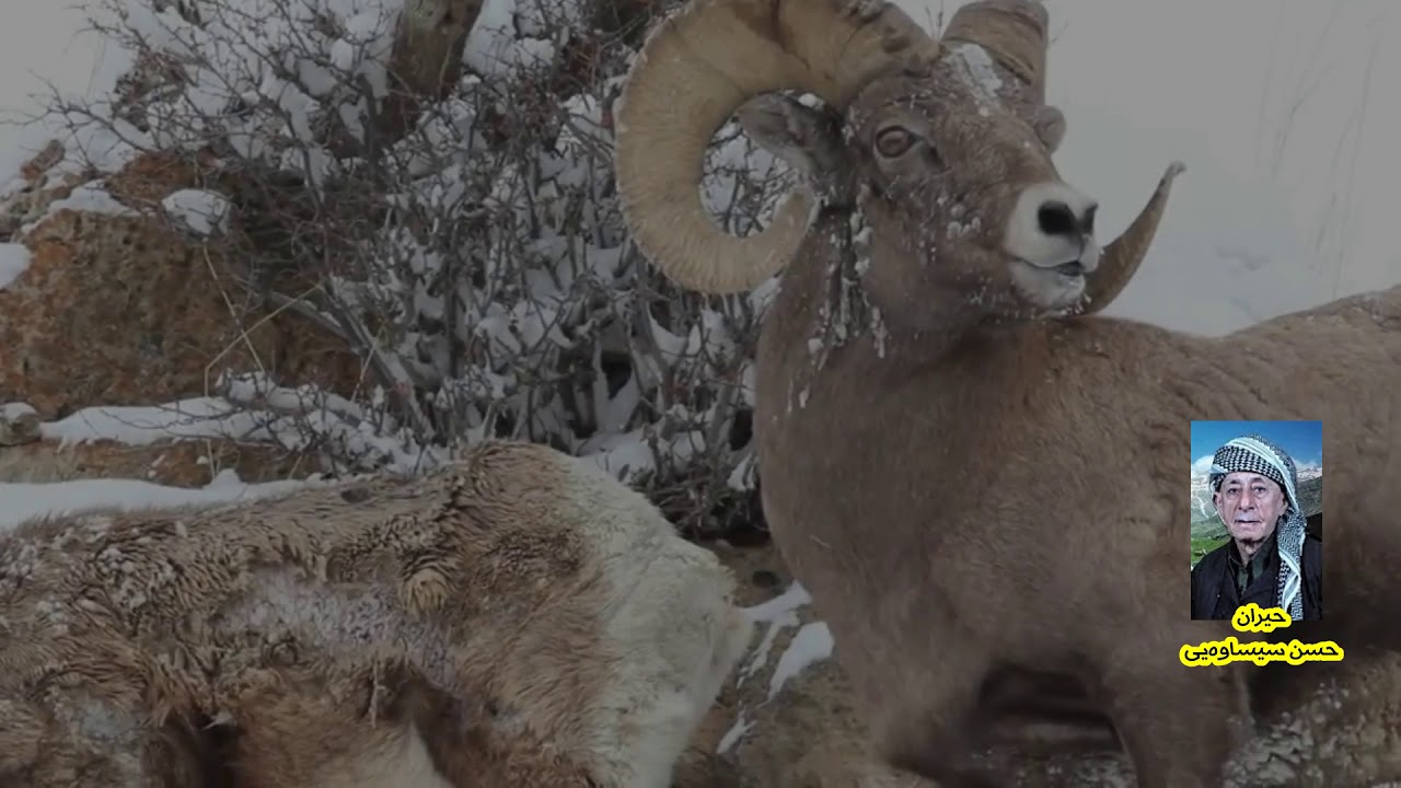 حیران  حسن سيساوەیى