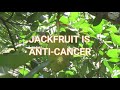 Why Nobody Cares About the super food plants jackfruits