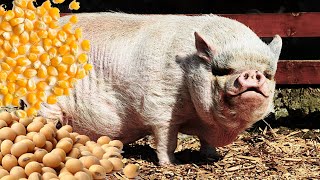 Grains To Feed Your Pig To Gain Maximum Weight #fatteningpigs #feedingpigs #pigfeeding #fattening