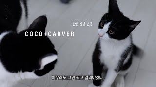 새끼 고양이 코코, 서열 1위에 도전하다!