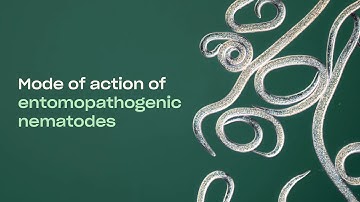 Mode of Action - Beneficial Nematodes for pest control