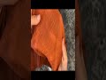 Top 5 Amazon Thanksgiving Decor Finds Under $20 in 2024 | Part-1
