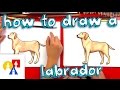 How To Draw A Yellow Labrador