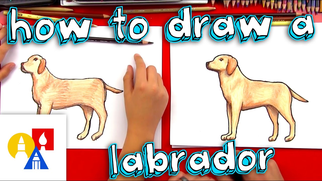 How To Draw A Yellow Labrador - YouTube