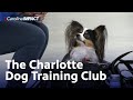 The Charlotte Dog Training Club - Carolina Impact: February 9, 2021