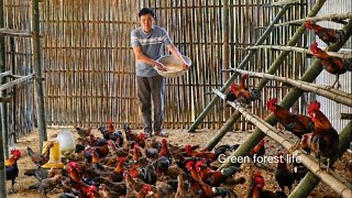 Robert Moved The Chickens To The New Farm Green Forest Life 