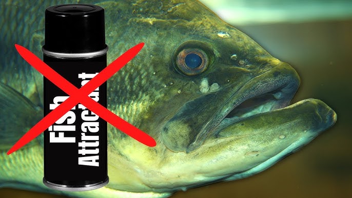 Bass fishing with BANG GARLIC SPRAY - IT WORKED!!! (BASS FISHING