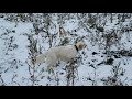 ENGLISH SETTER Kasper 24.11.17 Московская облвсть