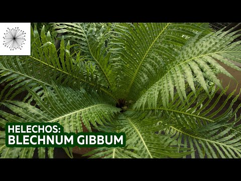 Vídeo: Blehnum Corcunda