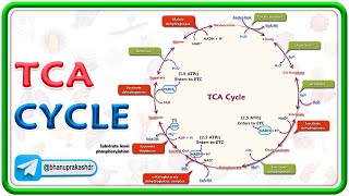 TCA Cycle Animation / Citric acid cycle  / Krebs cycle