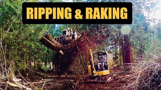 Ripping & raking out red alders with the CAT 305.5 excavator.