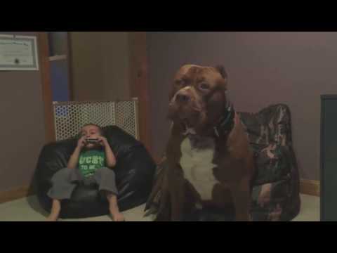 როგორ ართობს უზარმაზარი პიტბული  პატარა  ბავშვს