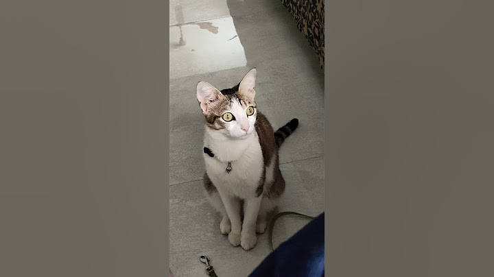 Episode 7/30-Settling Into Our New Home – One Cat at a Time 🐱🏠#ytshorts #telugu #cat