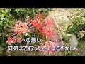 曼珠沙華  ♪カラオケ♪ 藤あや子バージョン