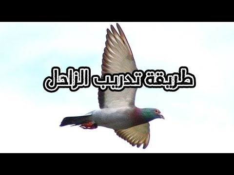 شرح طريقة تدريب الحمام الزاجل شرح طريقة تدريب الحمام الزاجل