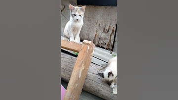 My Siamese cat tries the CATNIP for the first time...