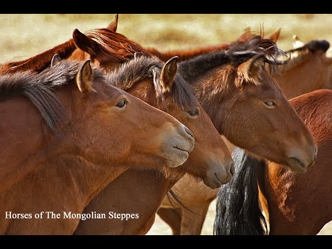 HORSES OF THE MONGOLIAN STEPPES