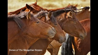 HORSES OF THE MONGOLIAN STEPPES