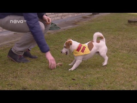 Video: Ako Kŕmiť Jack Russell Teriér